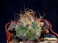 TURBINICARPUS pseudomacrochele